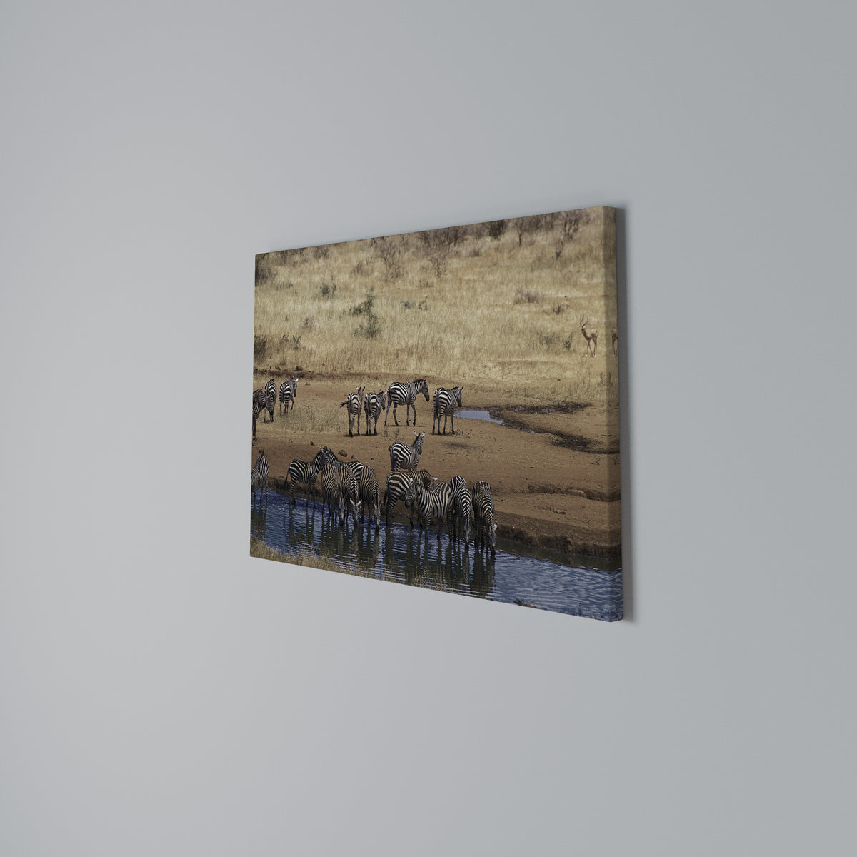THE ZEBRA HARMONY Horizontal Canvas Print