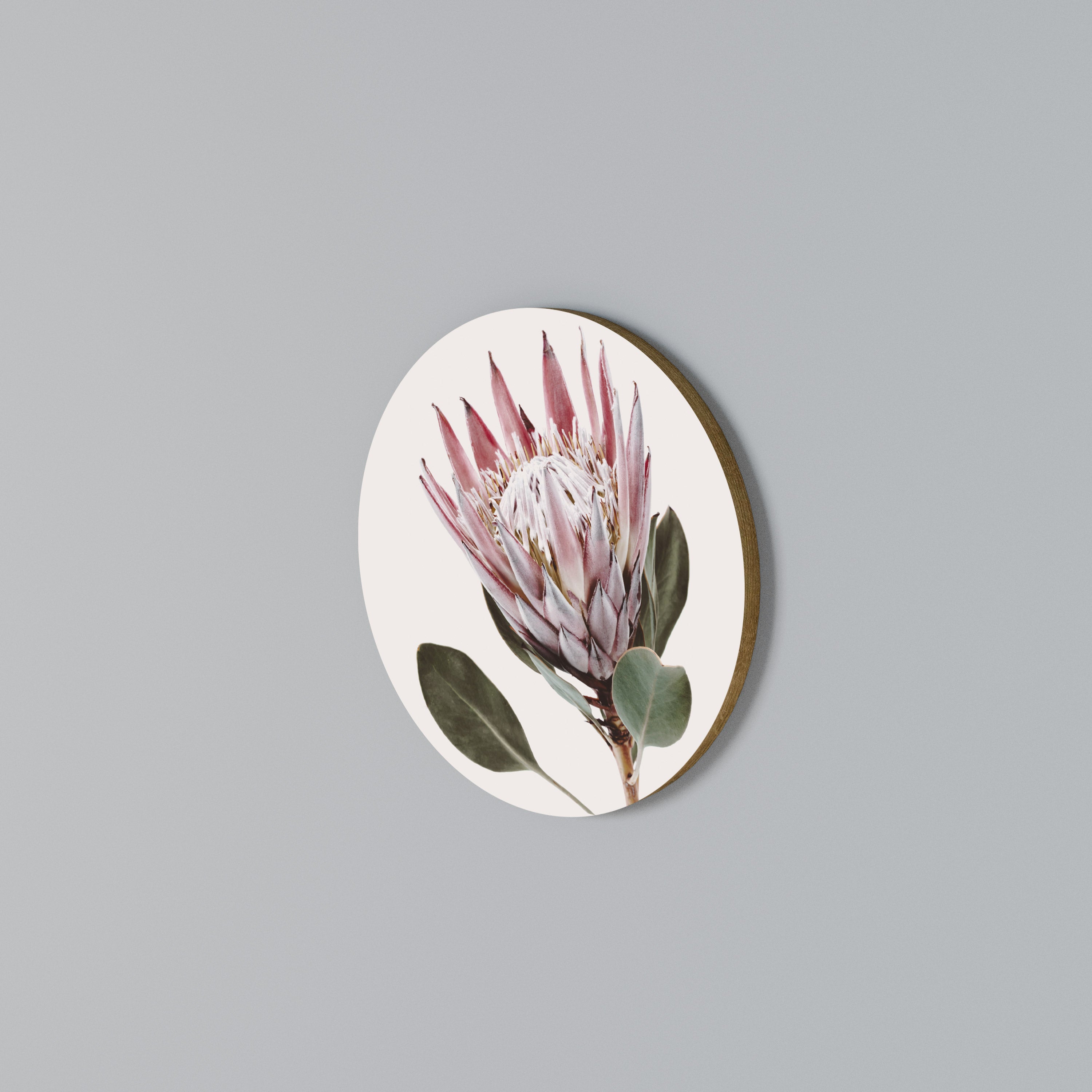 PROTEA FLOWER Round Wall Art