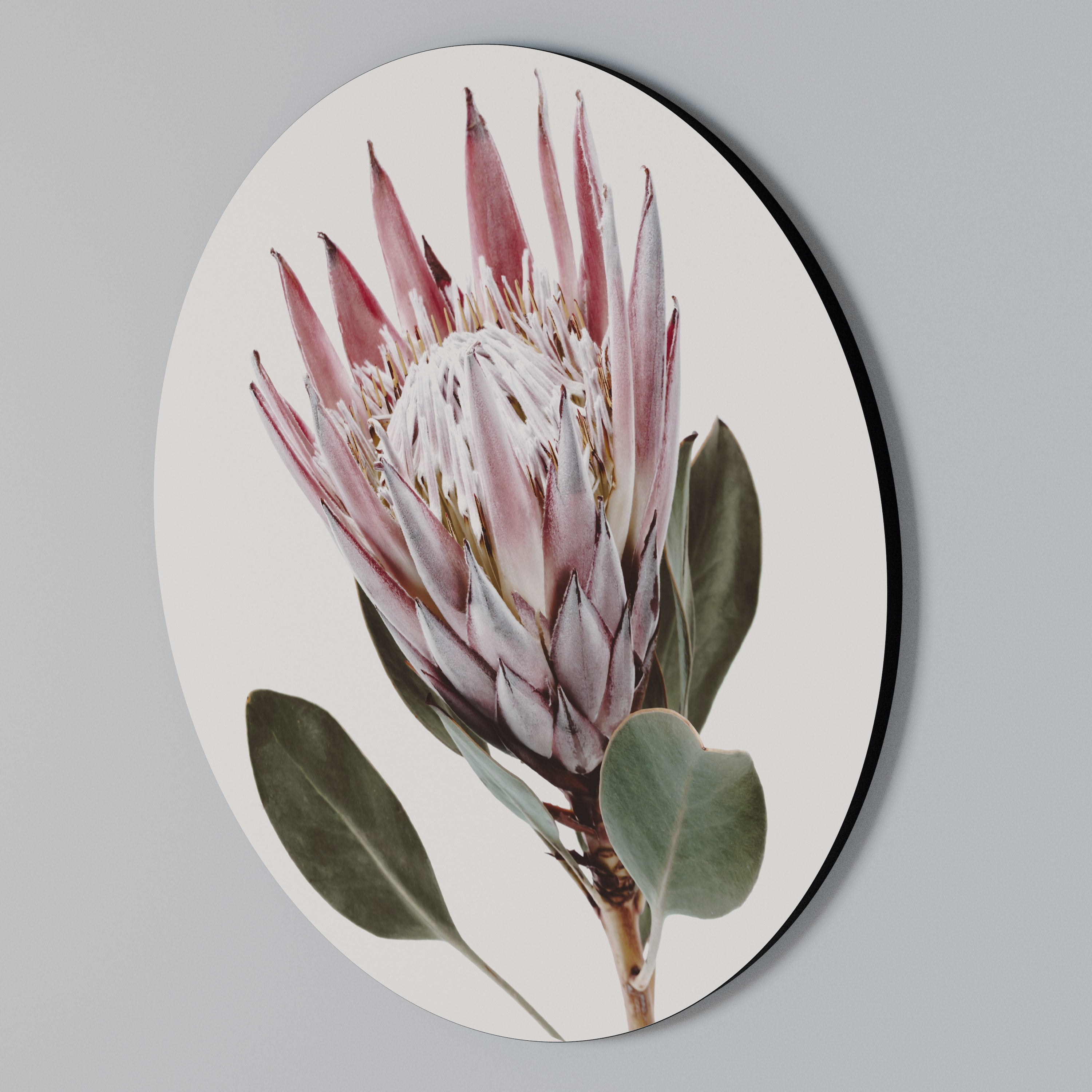PROTEA FLOWER Round Wall Art