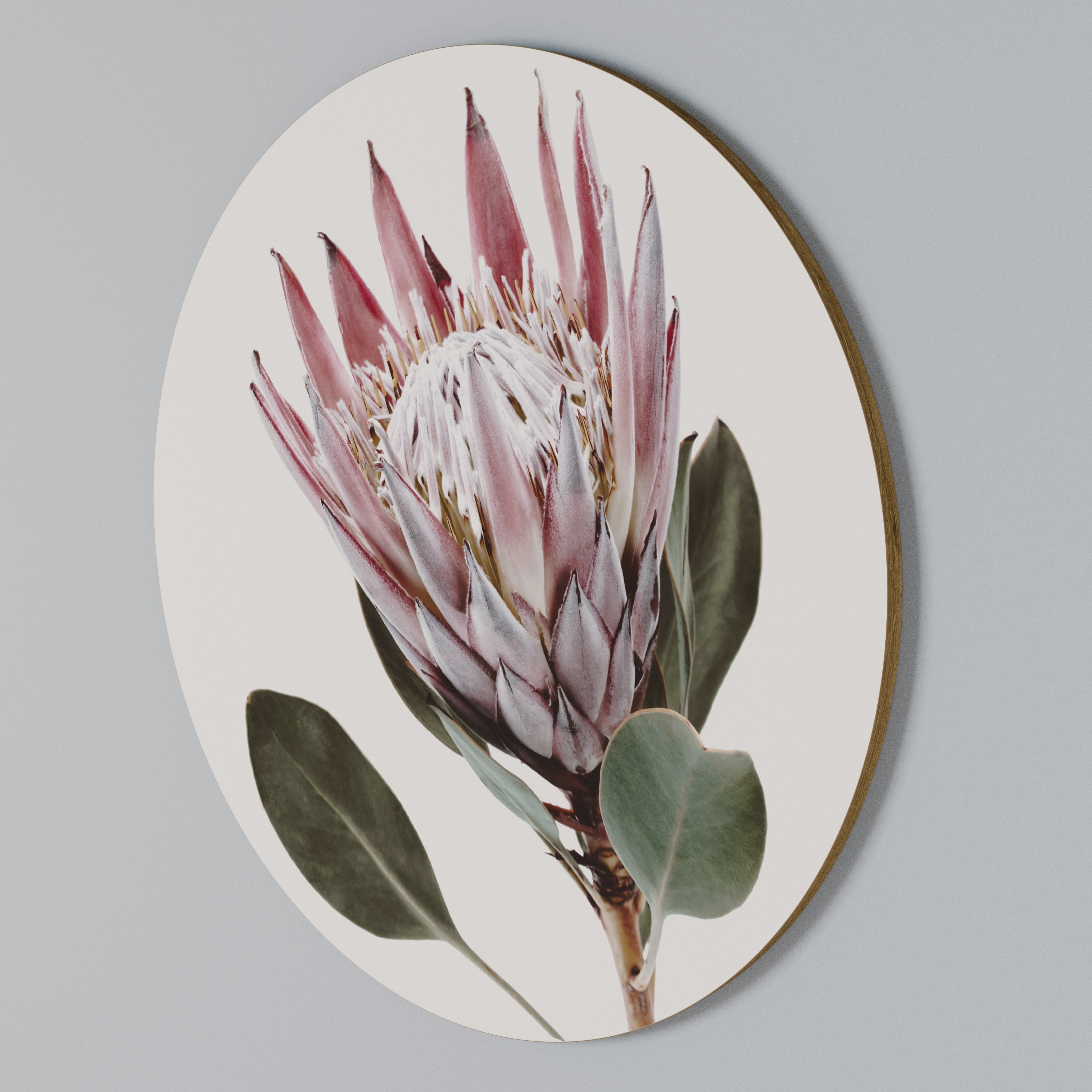 PROTEA FLOWER Round Wall Art