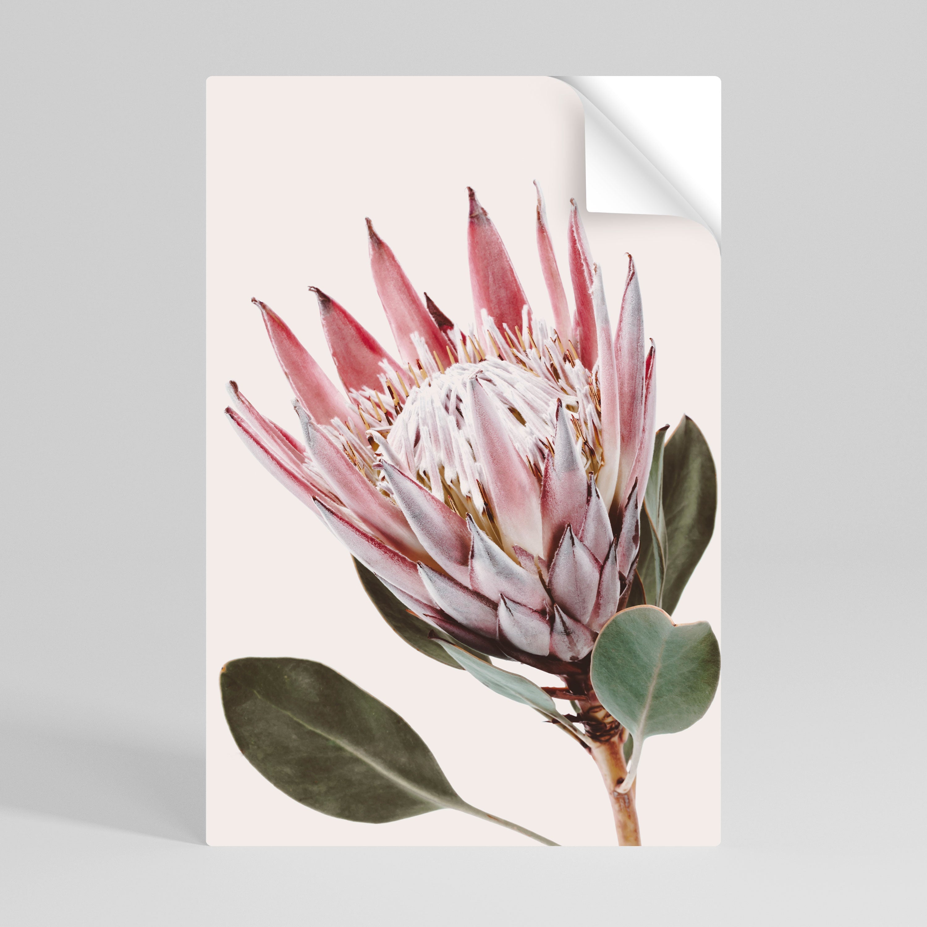 Affiche verticale autocollante « FLEUR DE PROTEA »