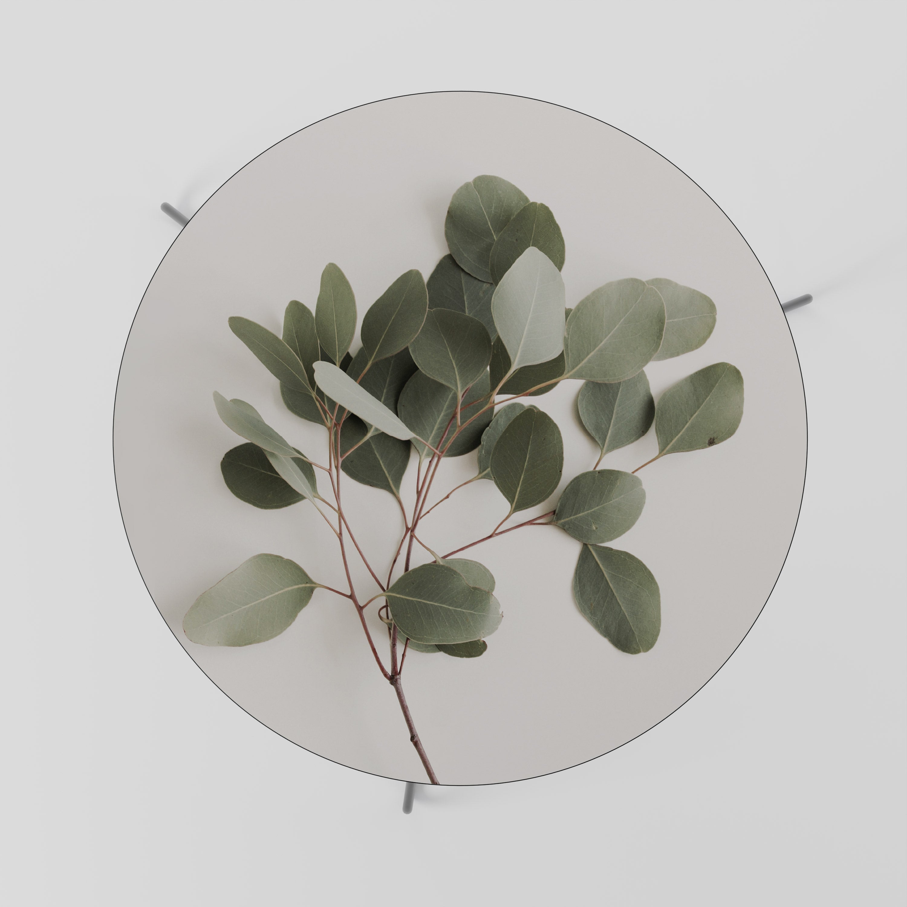 Table basse BRANCHE D'EUCALYPTUS 69