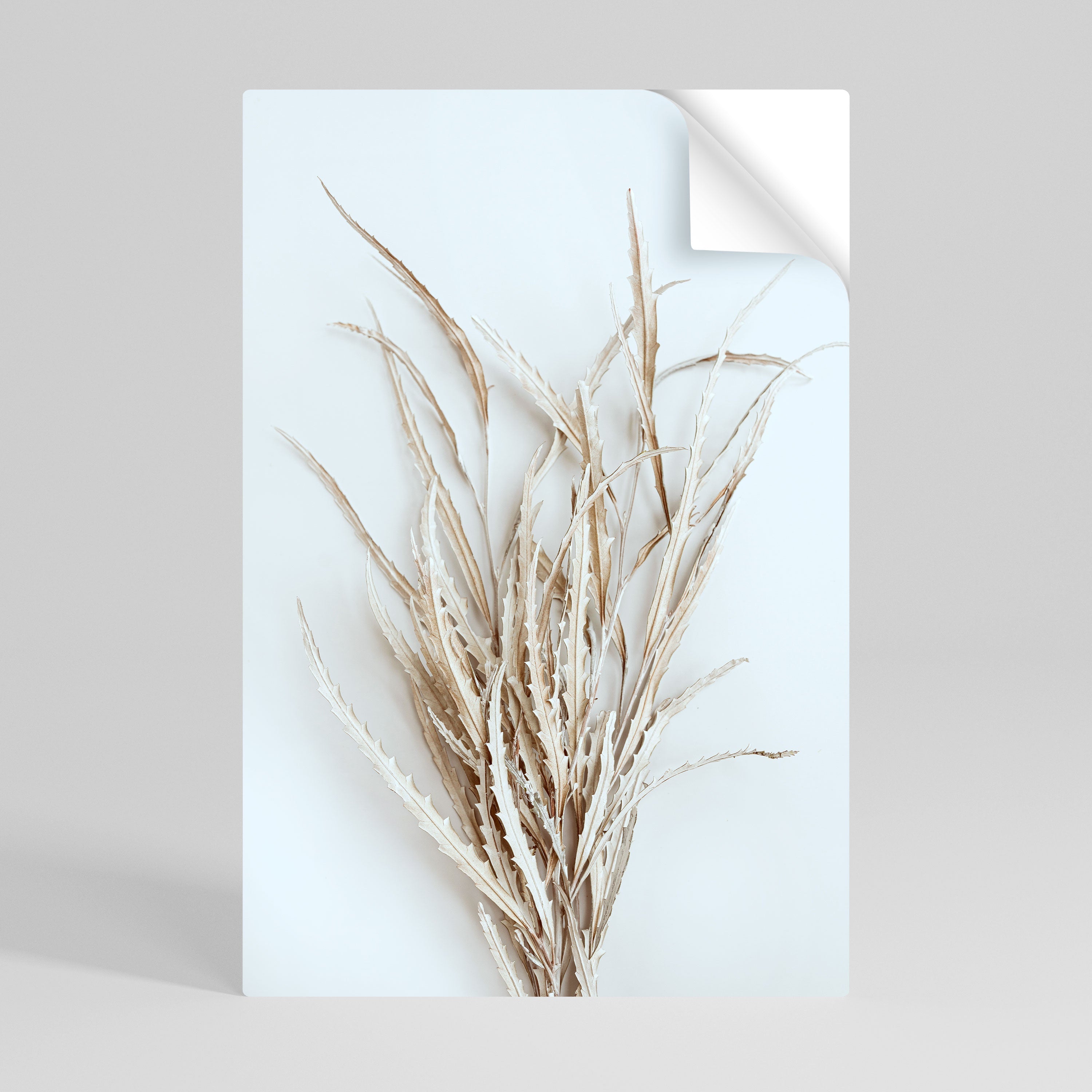 Affiche verticale autocollante DRIED DREAMS DISPLAY