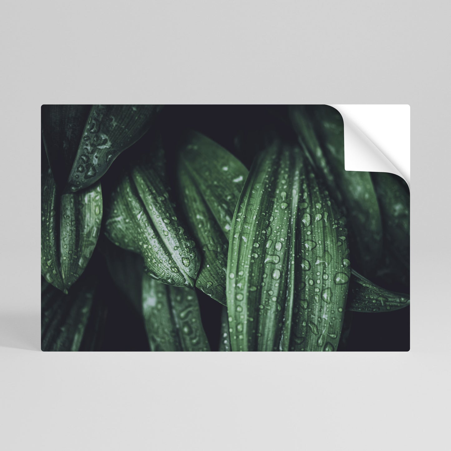 LUSH DROPLET DANCE Peel and Stick Horizontal Poster