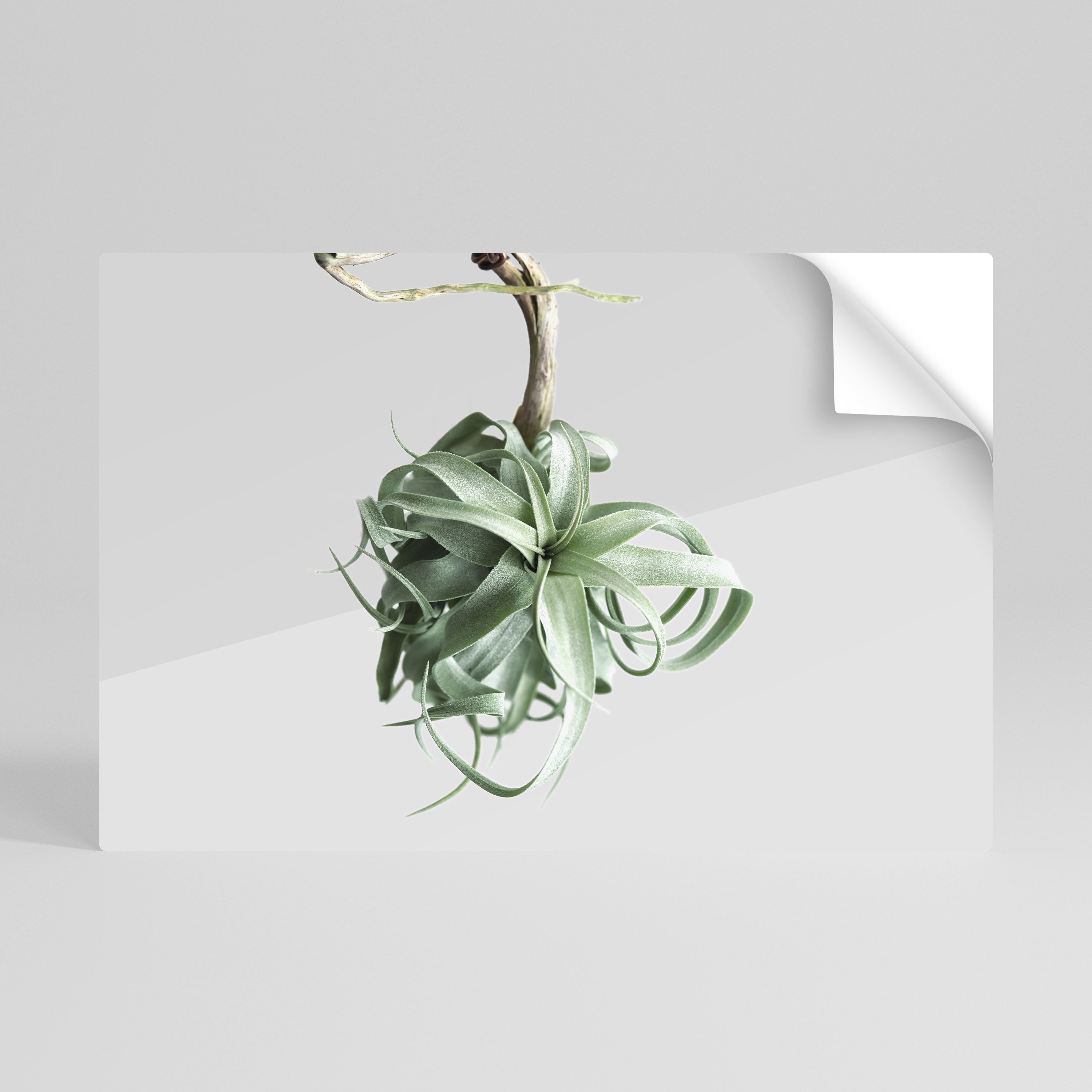 Affiche horizontale autocollante « TANGLE OF NATURE »