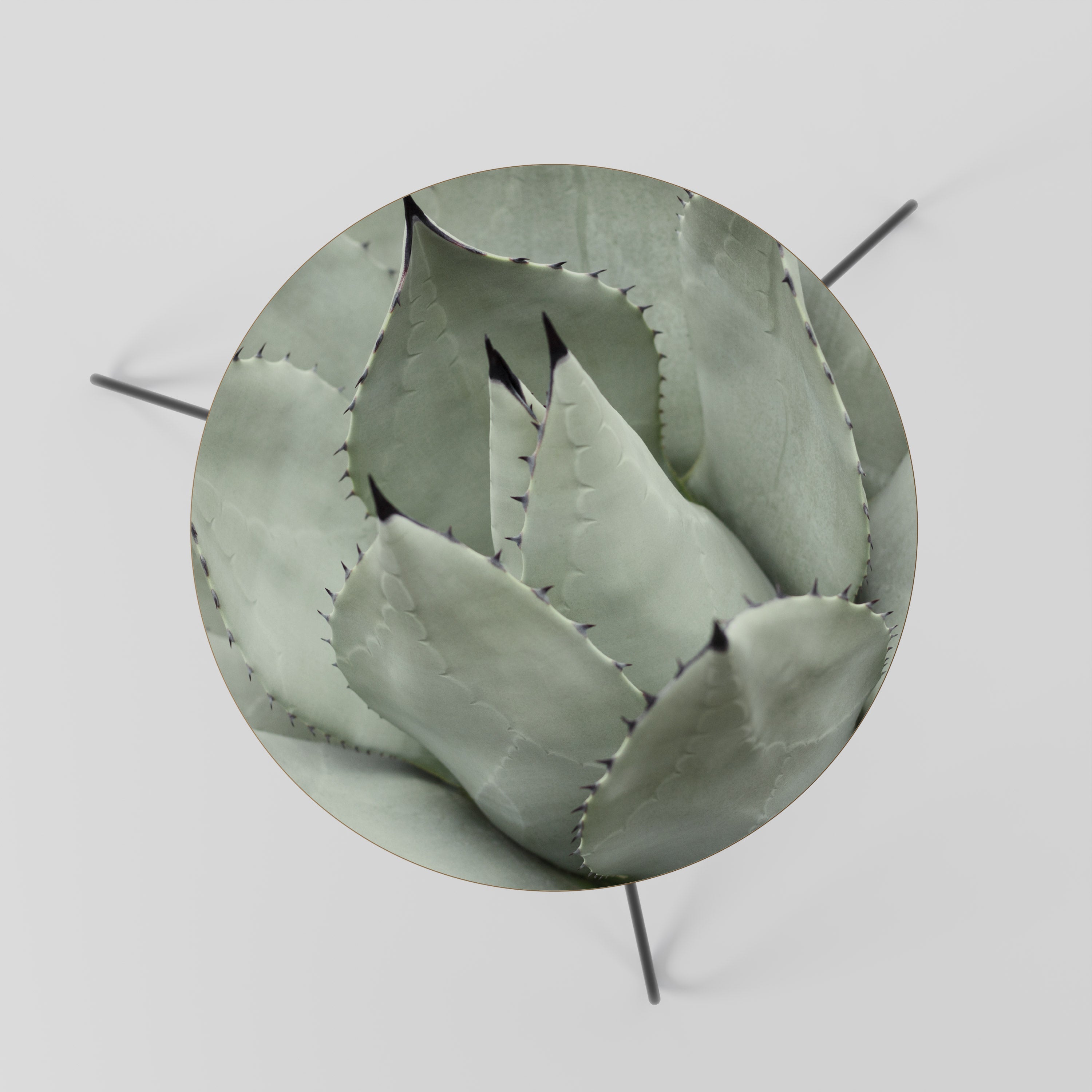 Table basse MYSTIQUE SUCCULENTE DREAM 60