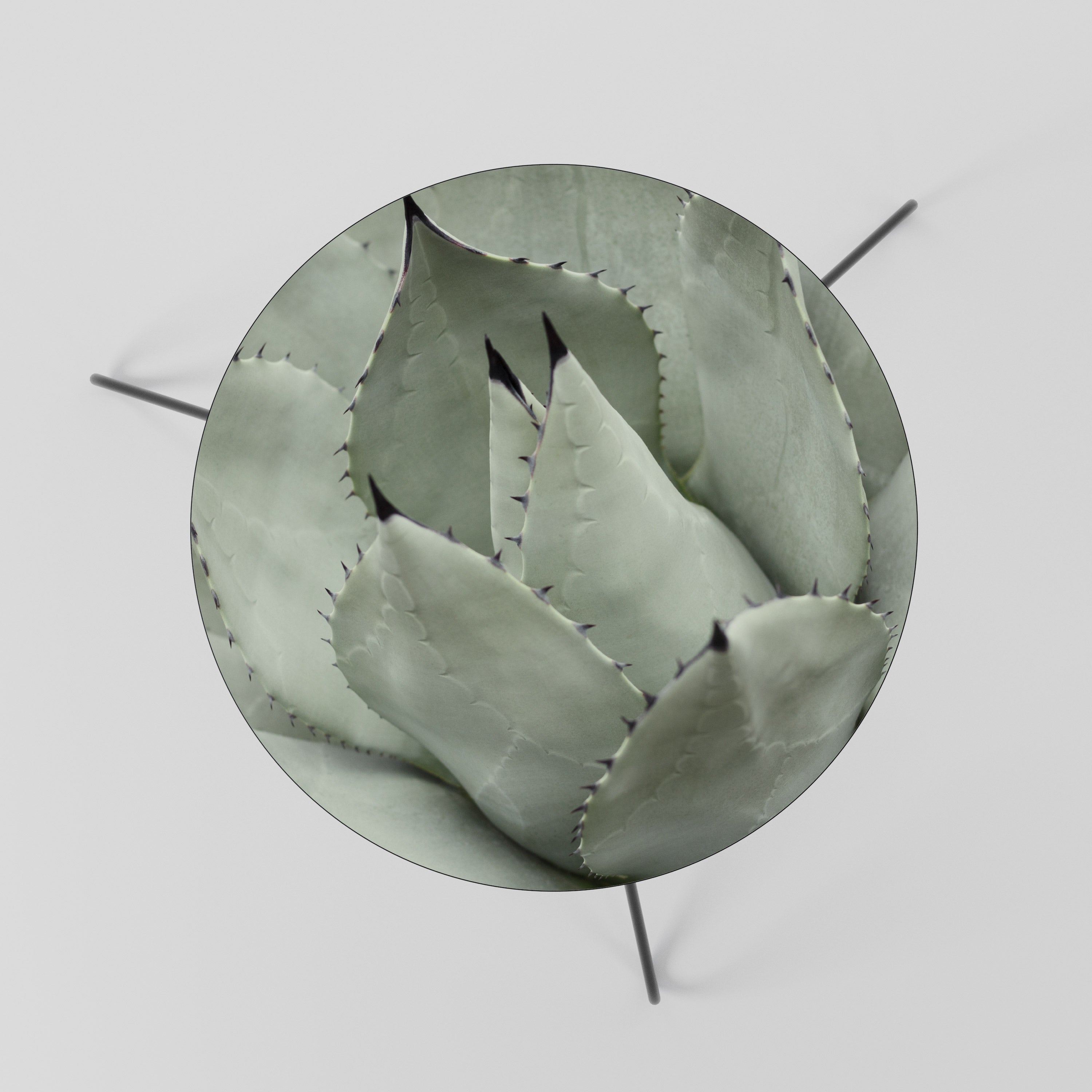 Table basse MYSTIQUE SUCCULENTE DREAM 60