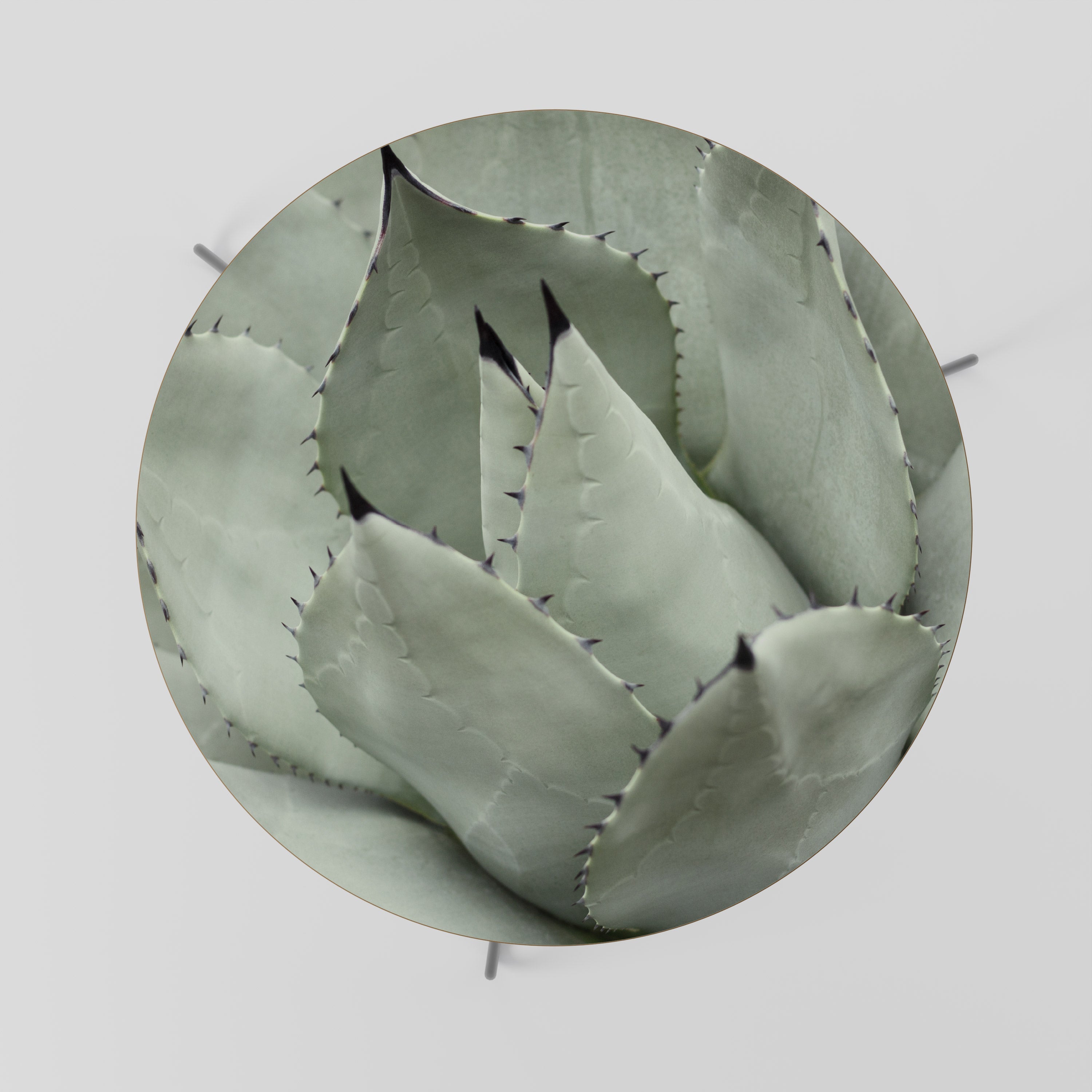 Table basse MYSTIQUE SUCCULENTE DREAM 69