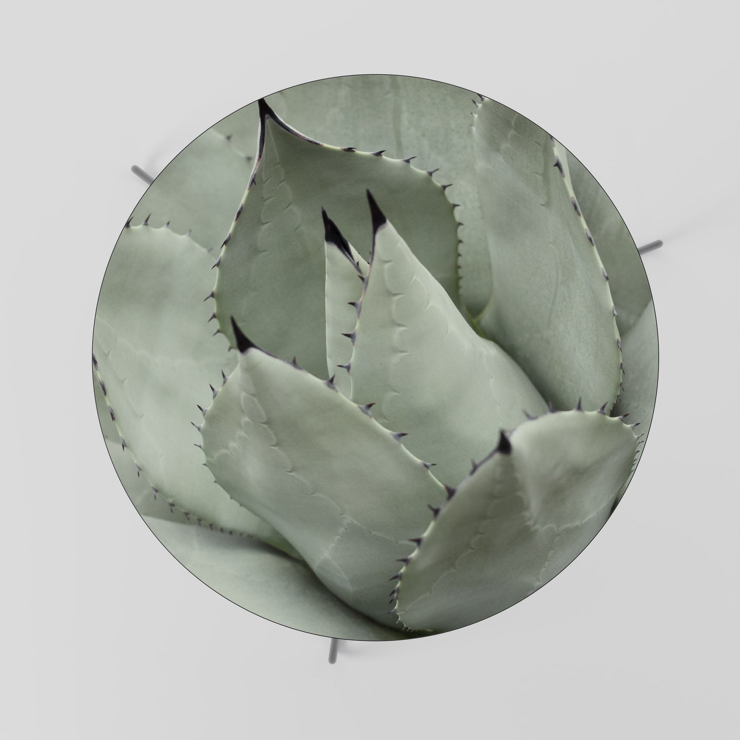 MYSTICAL SUCCULENT DREAM Coffee Table