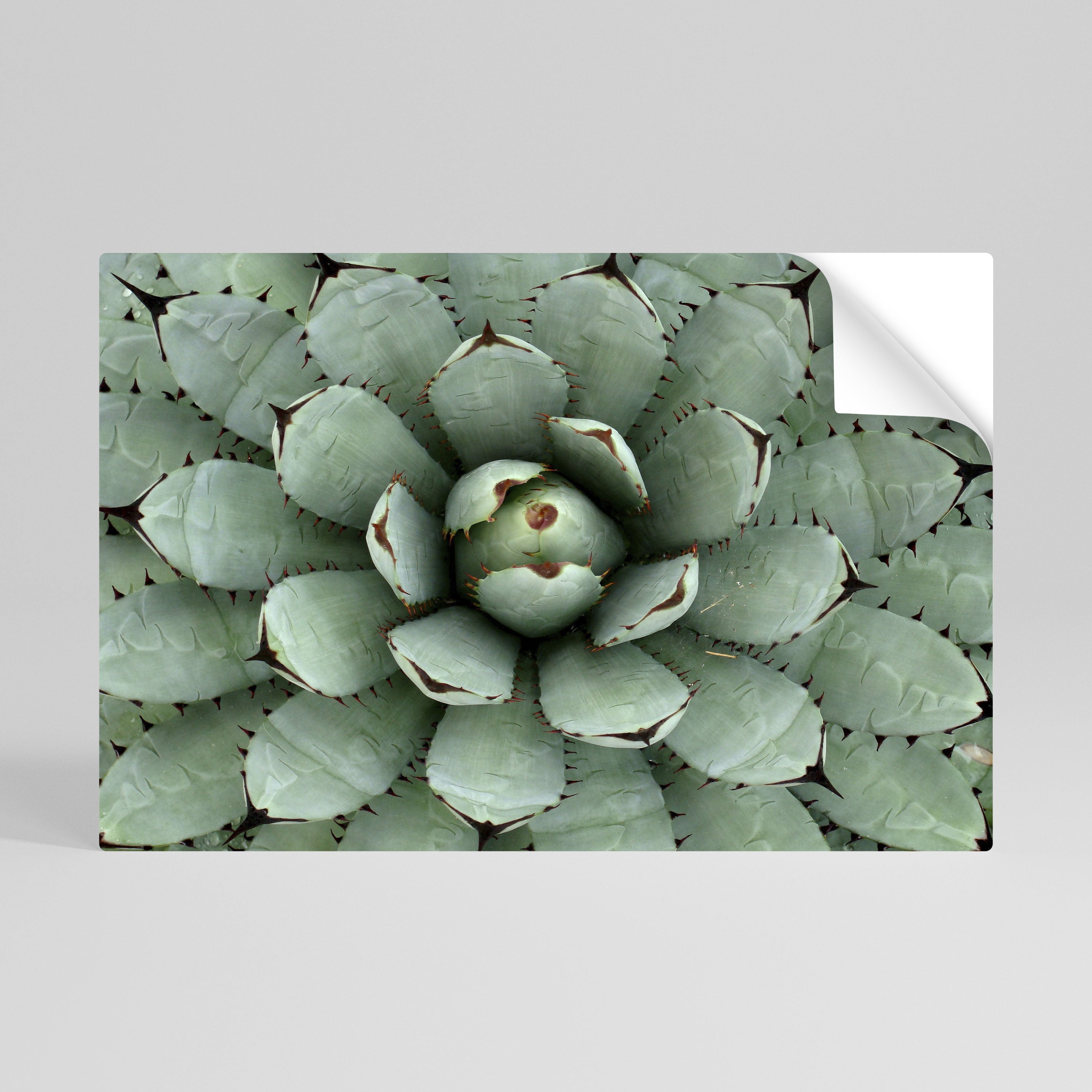 Affiche horizontale autocollante SUCCULENT SYMMETRY