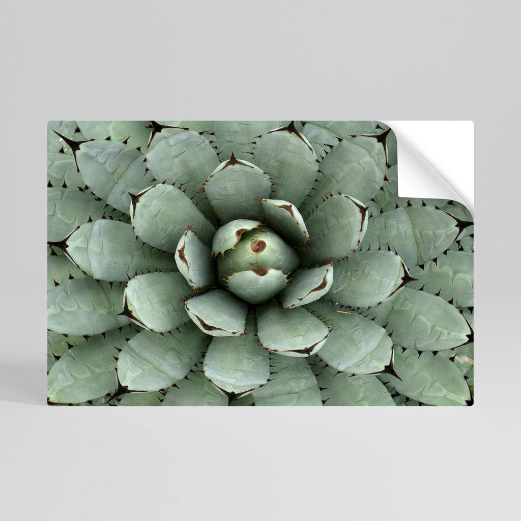 Affiche horizontale autocollante SUCCULENT SYMMETRY