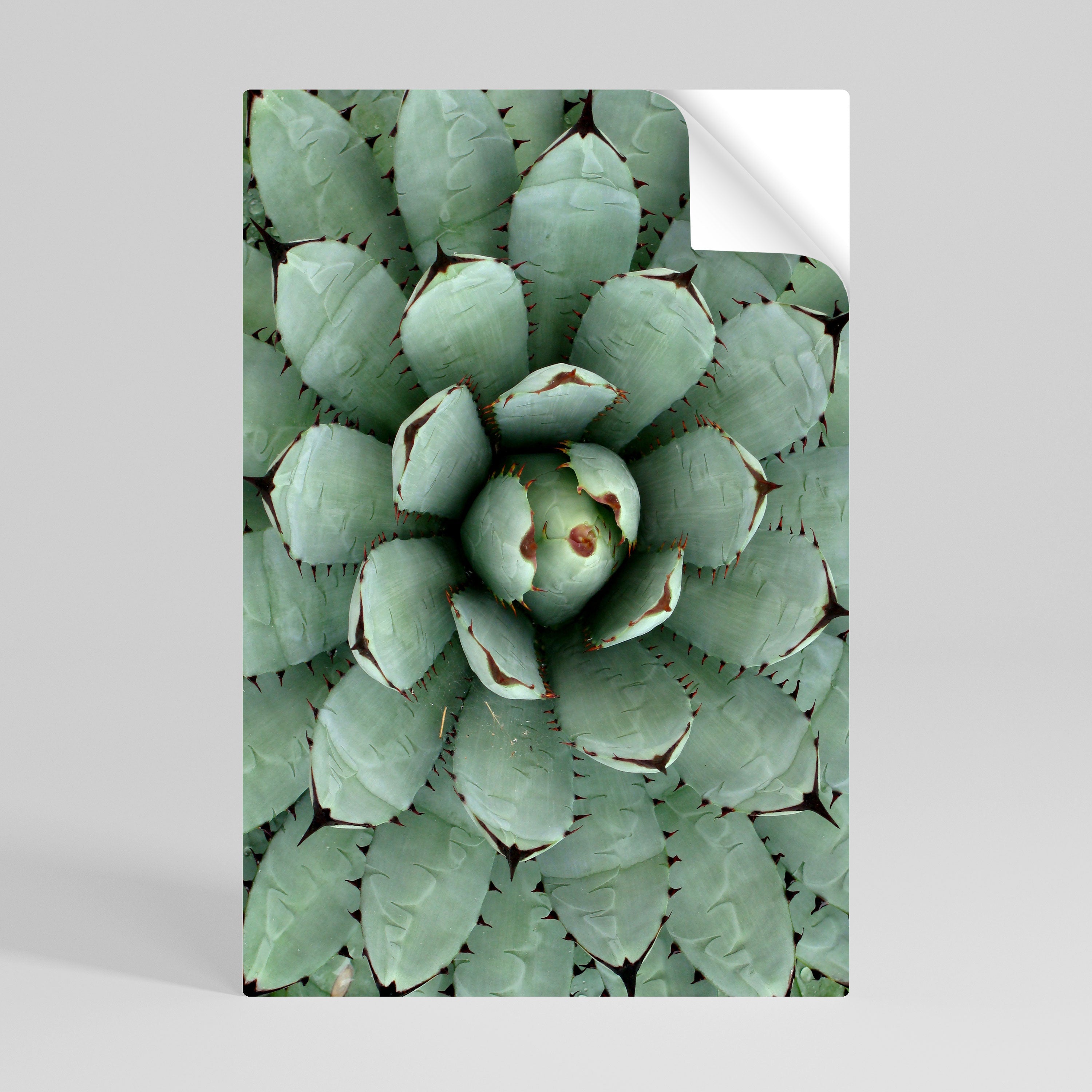 Affiche verticale autocollante SUCCULENT SYMMETRY