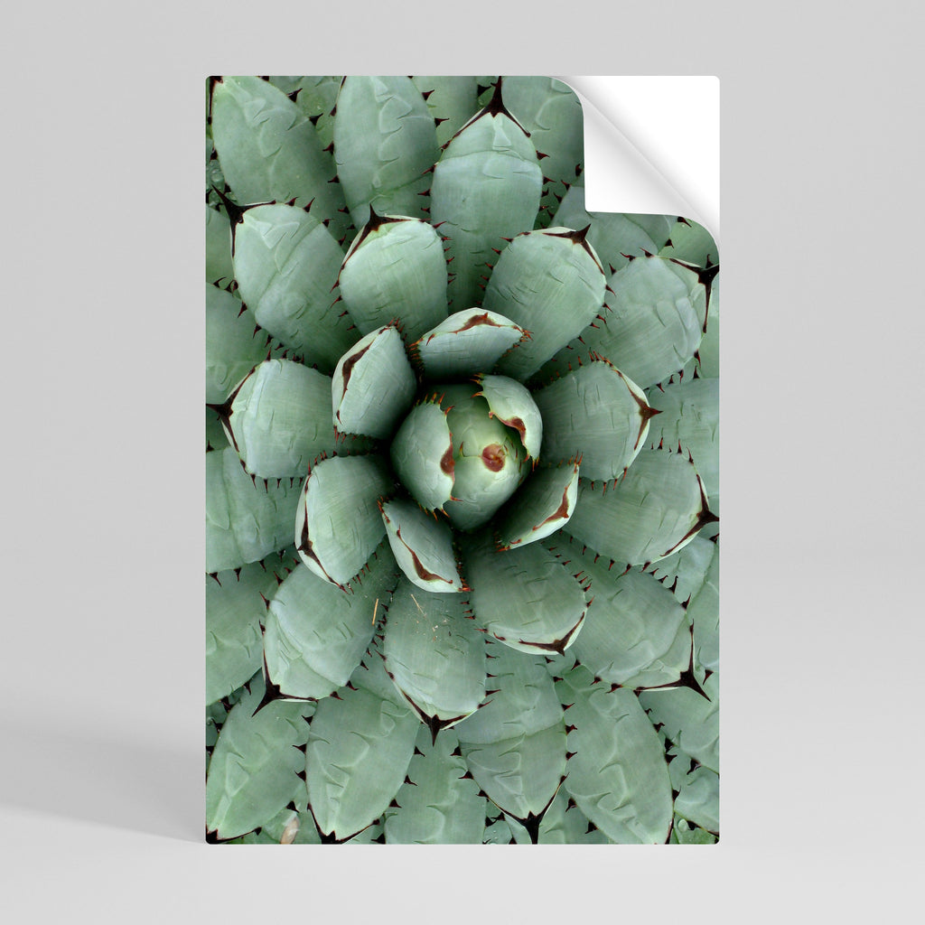 Affiche verticale autocollante SUCCULENT SYMMETRY