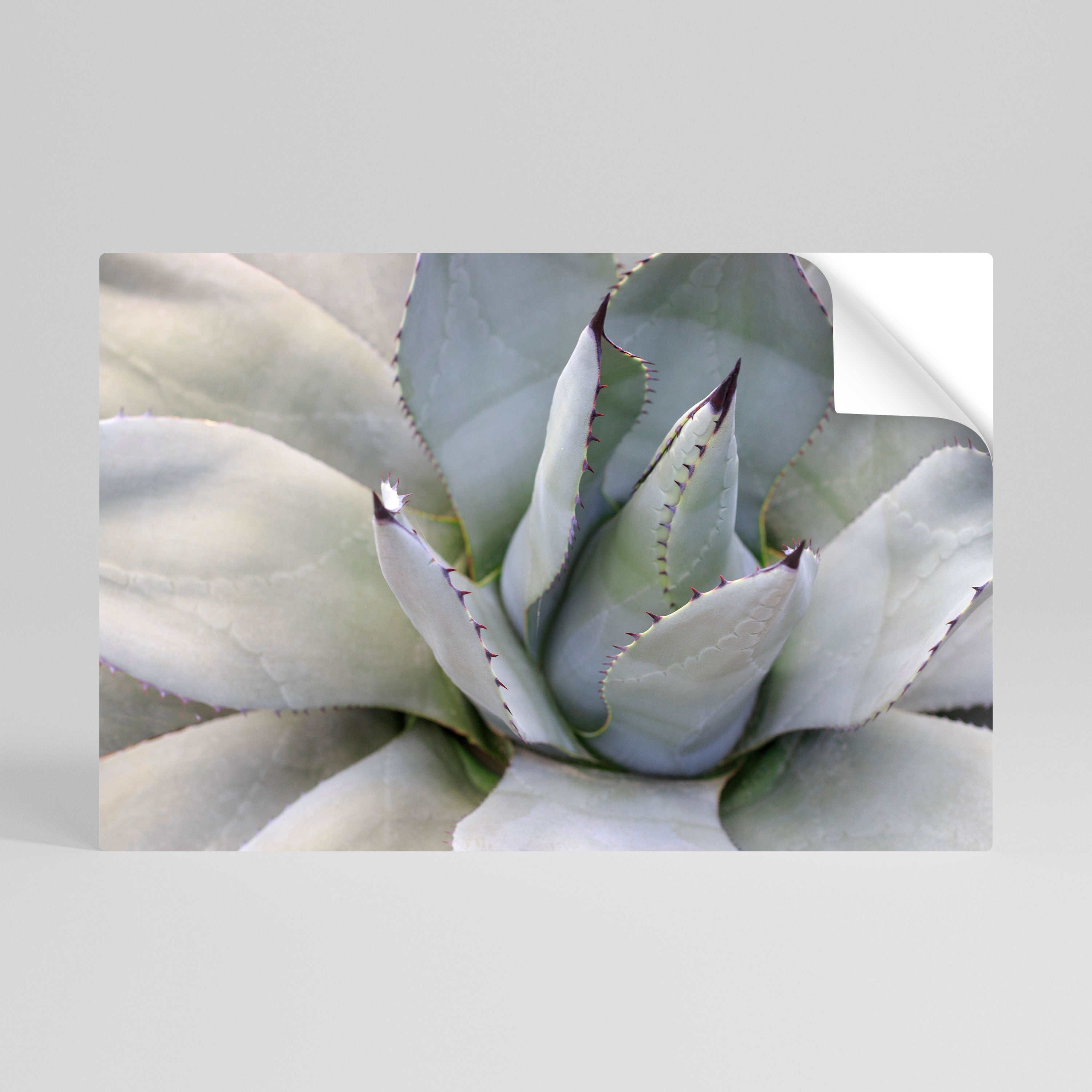 Affiche horizontale autocollante AGAVE ELEGANCE