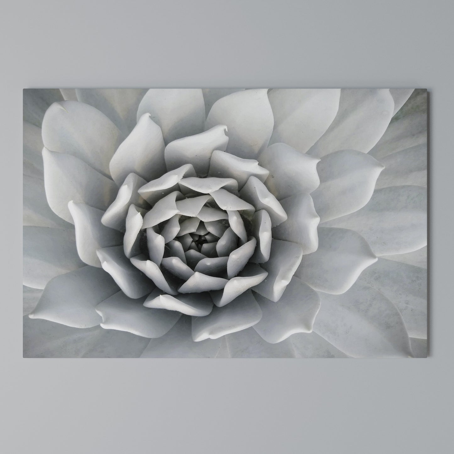 ELEGANT PETAL SWIRL Horizontal Canvas Print