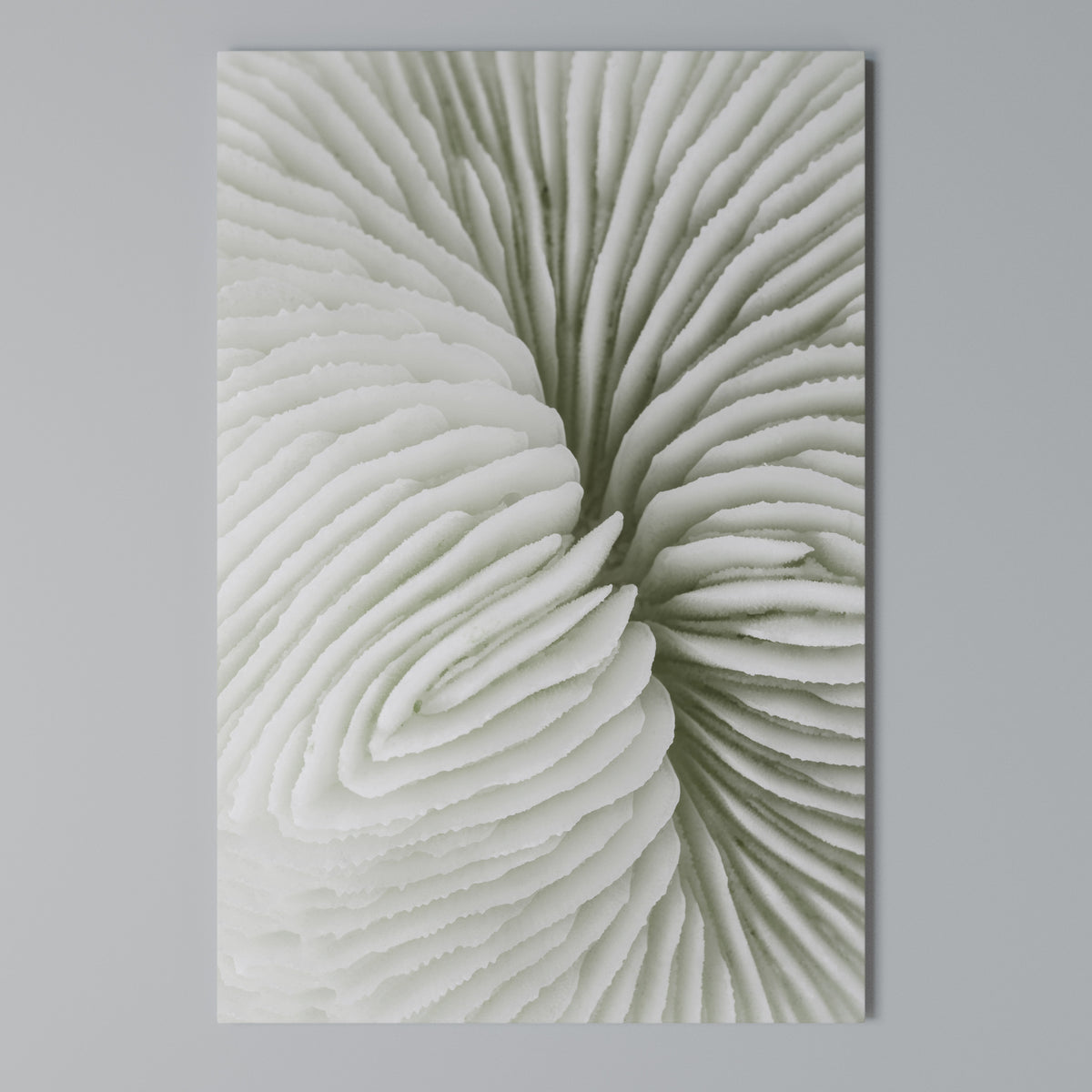 NATURE'S SYMMETRY Vertical Canvas Print