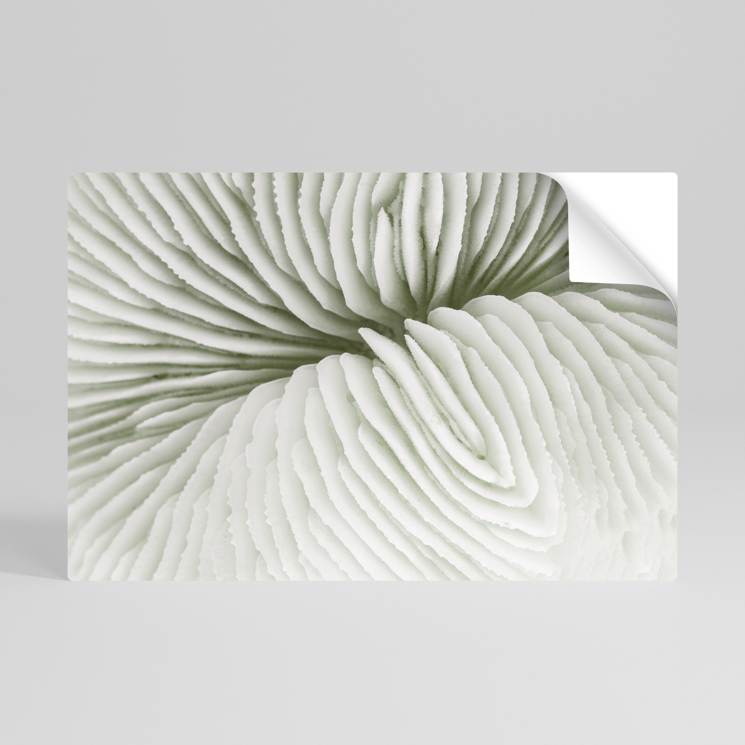 NATURE'S SYMMETRY Peel and Stick Horizontal Poster