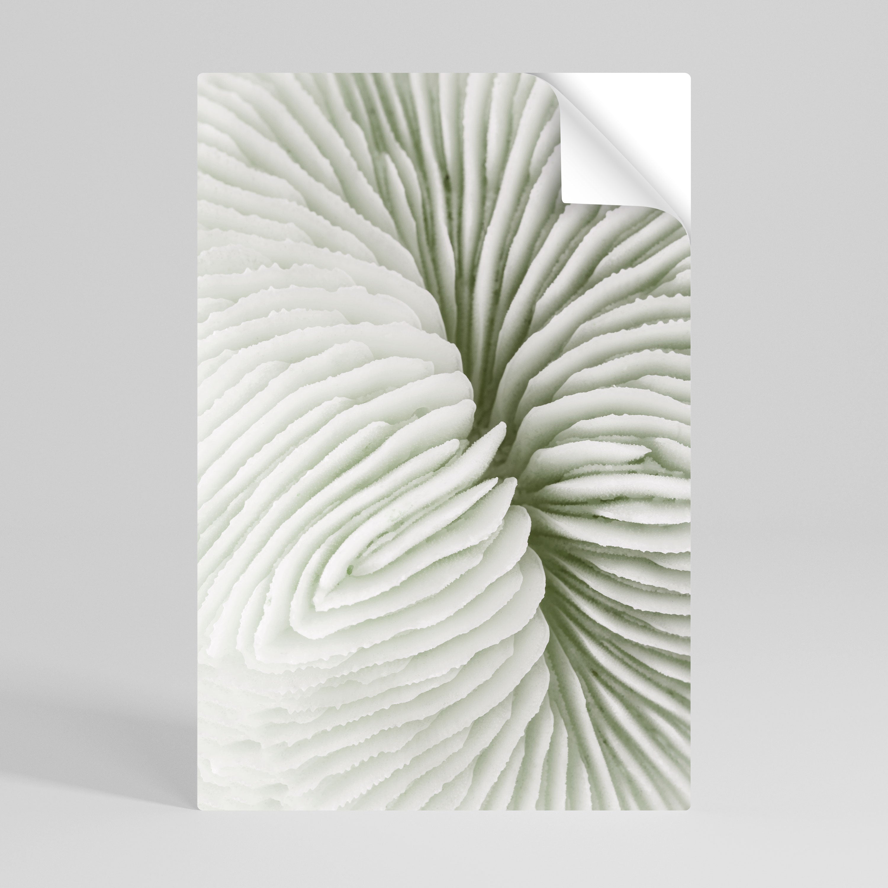 Affiche verticale autocollante SYMÉTRIE DE LA NATURE