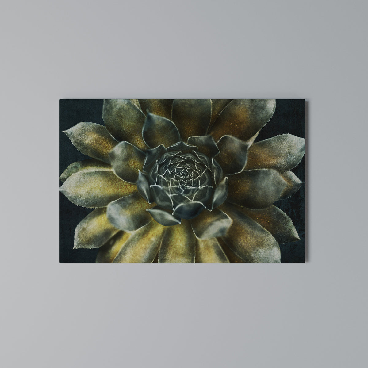 MYSTICAL SUCCULENT WHIRL Horizontal Canvas Print