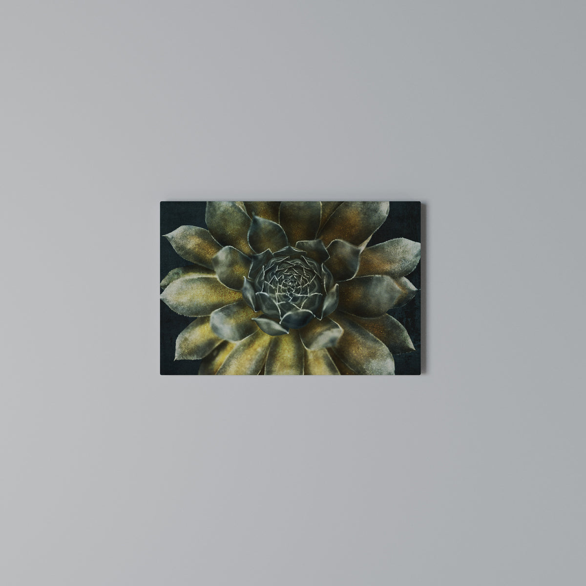 MYSTICAL SUCCULENT WHIRL Horizontal Canvas Print