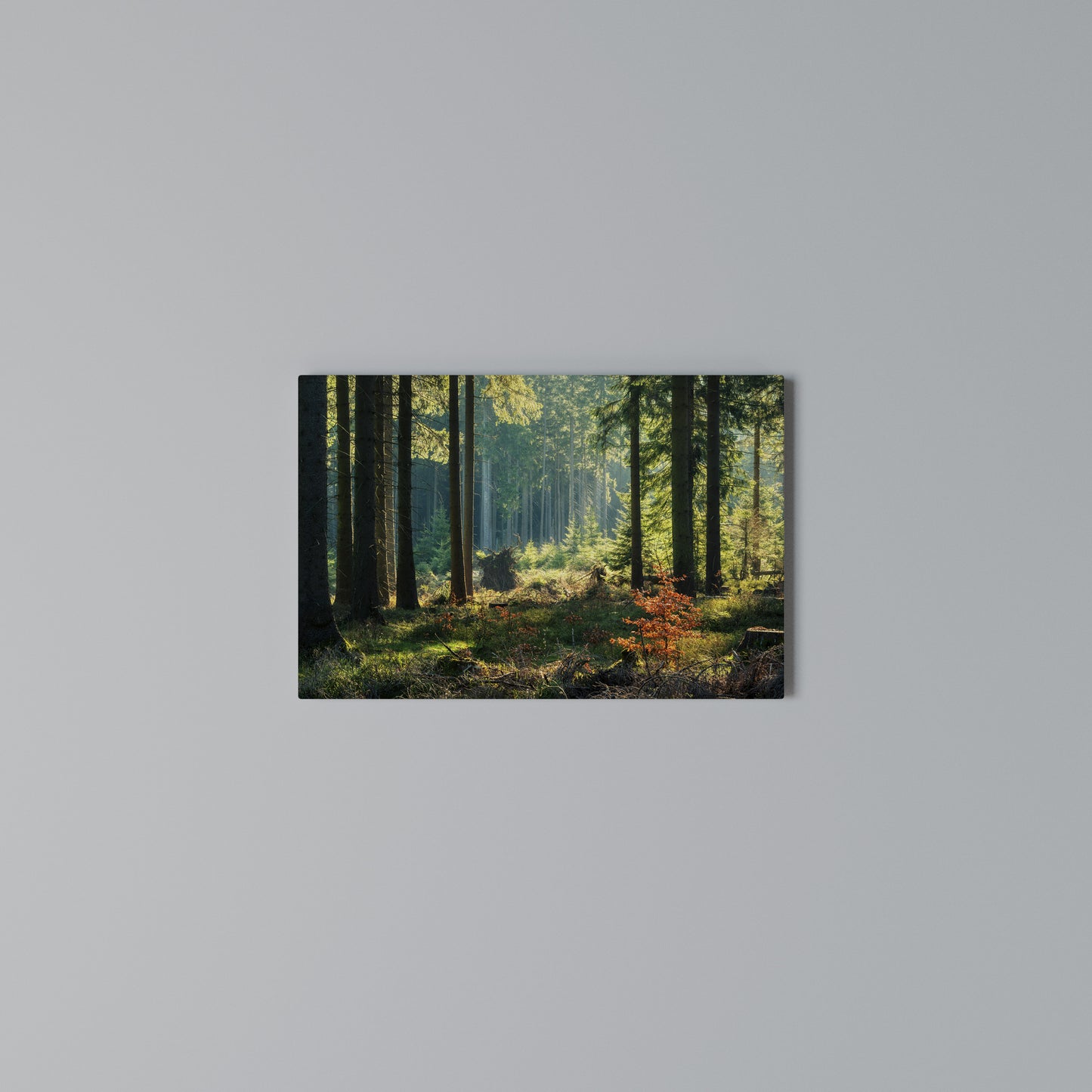 SUNLIT FOREST SERENADE Horizontal Canvas Print