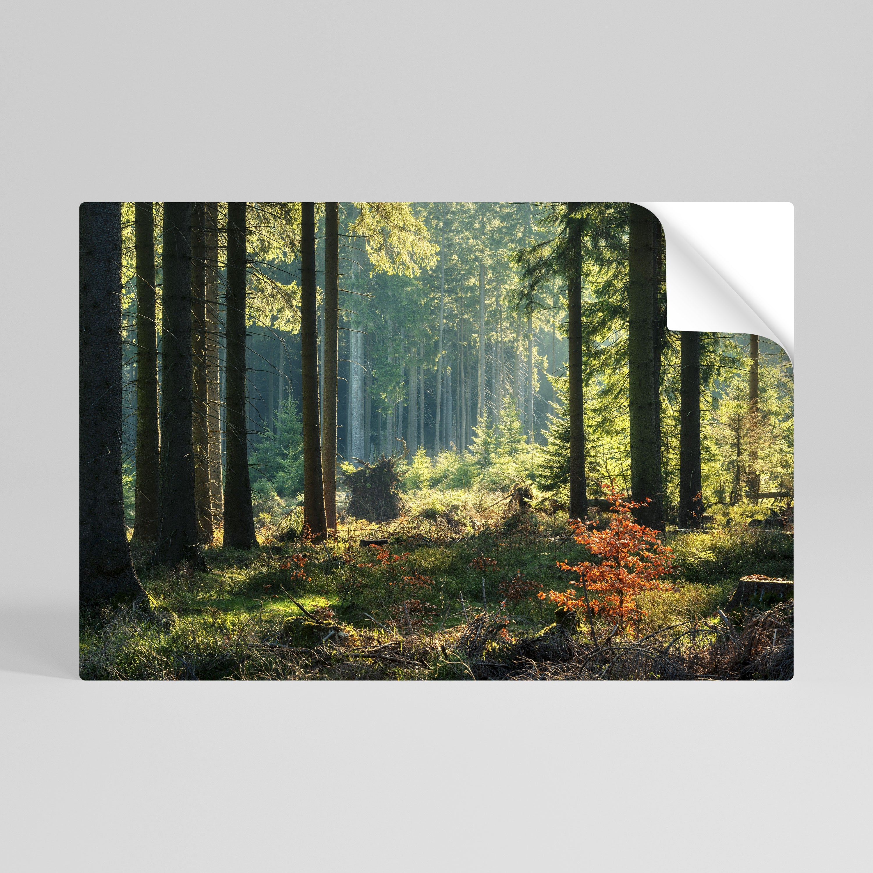 Affiche horizontale autocollante « SÉRÉNADE DANS LA FORÊT ENSOLEILLÉE »