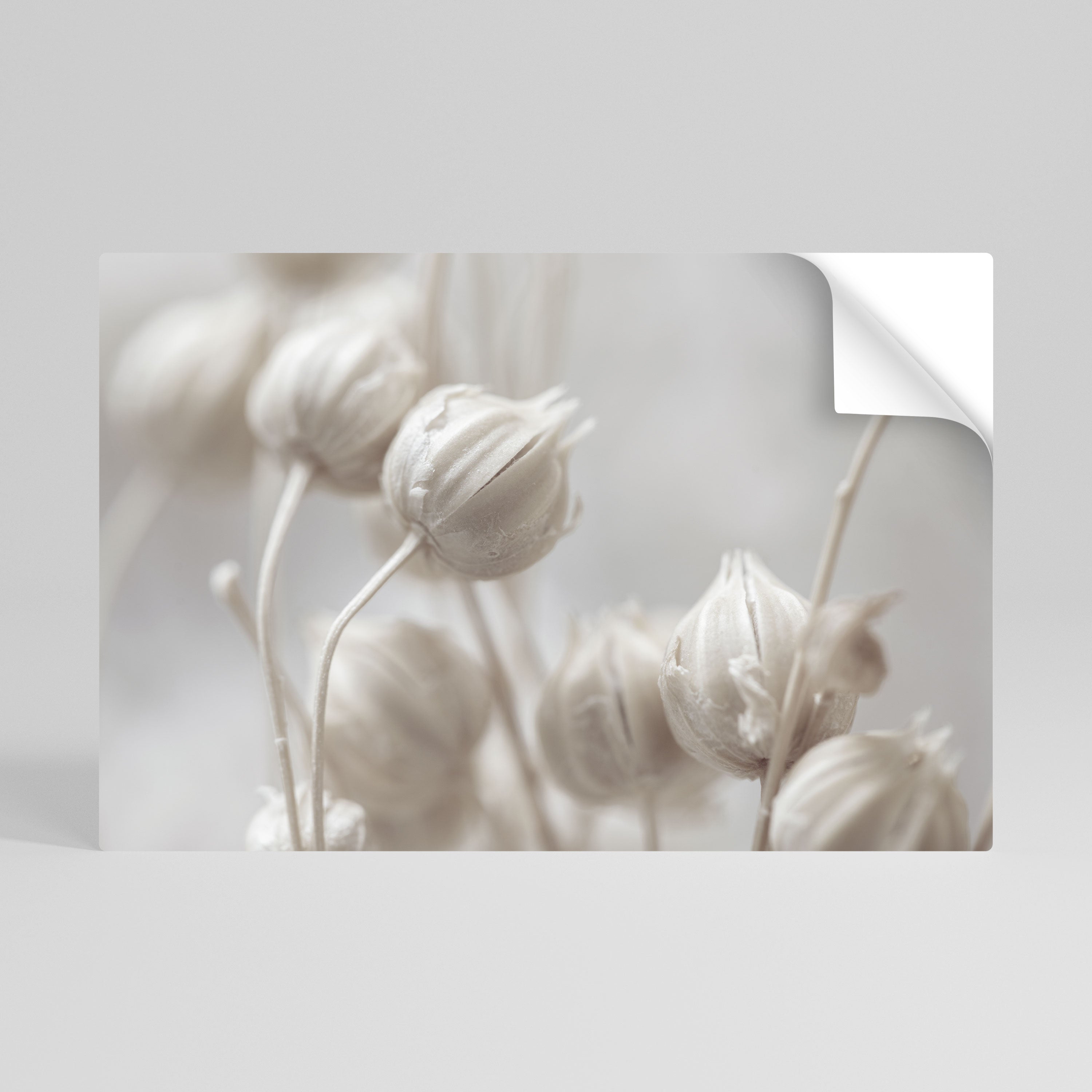 MYSTICAL BOTANICAL BLUSH Peel and Stick Horizontal Poster