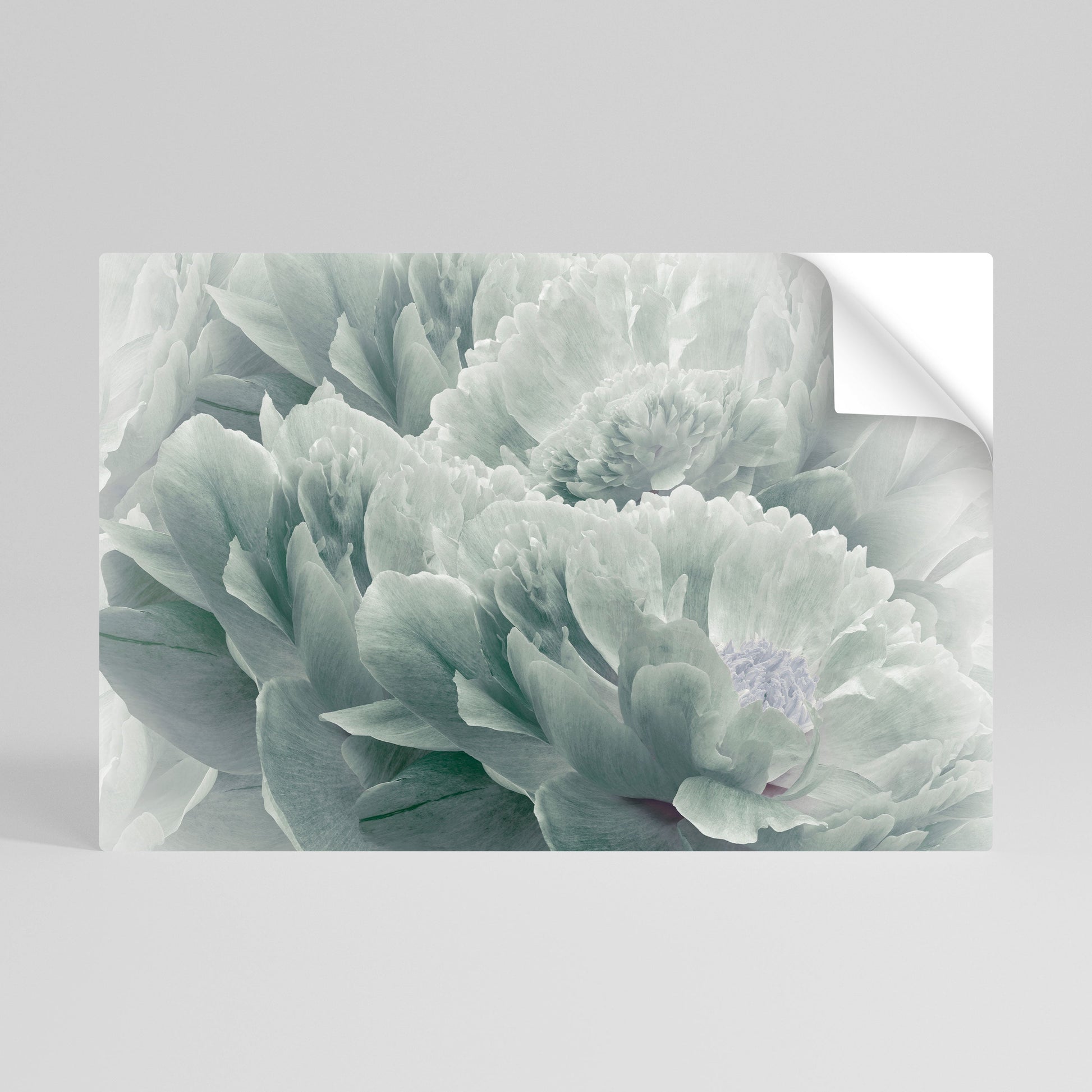 Affiche horizontale autocollante « PIVOINES ARBORÉES »