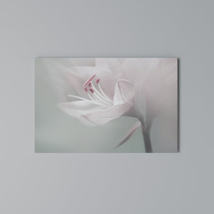 GENTLE LILY Horizontal Canvas Print