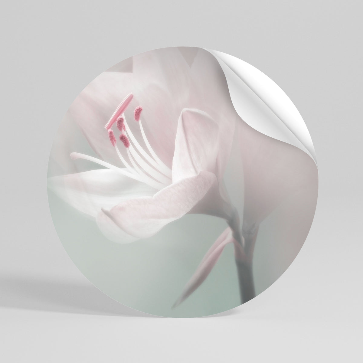 GENTLE LILY Peel and Stick Round Sticker
