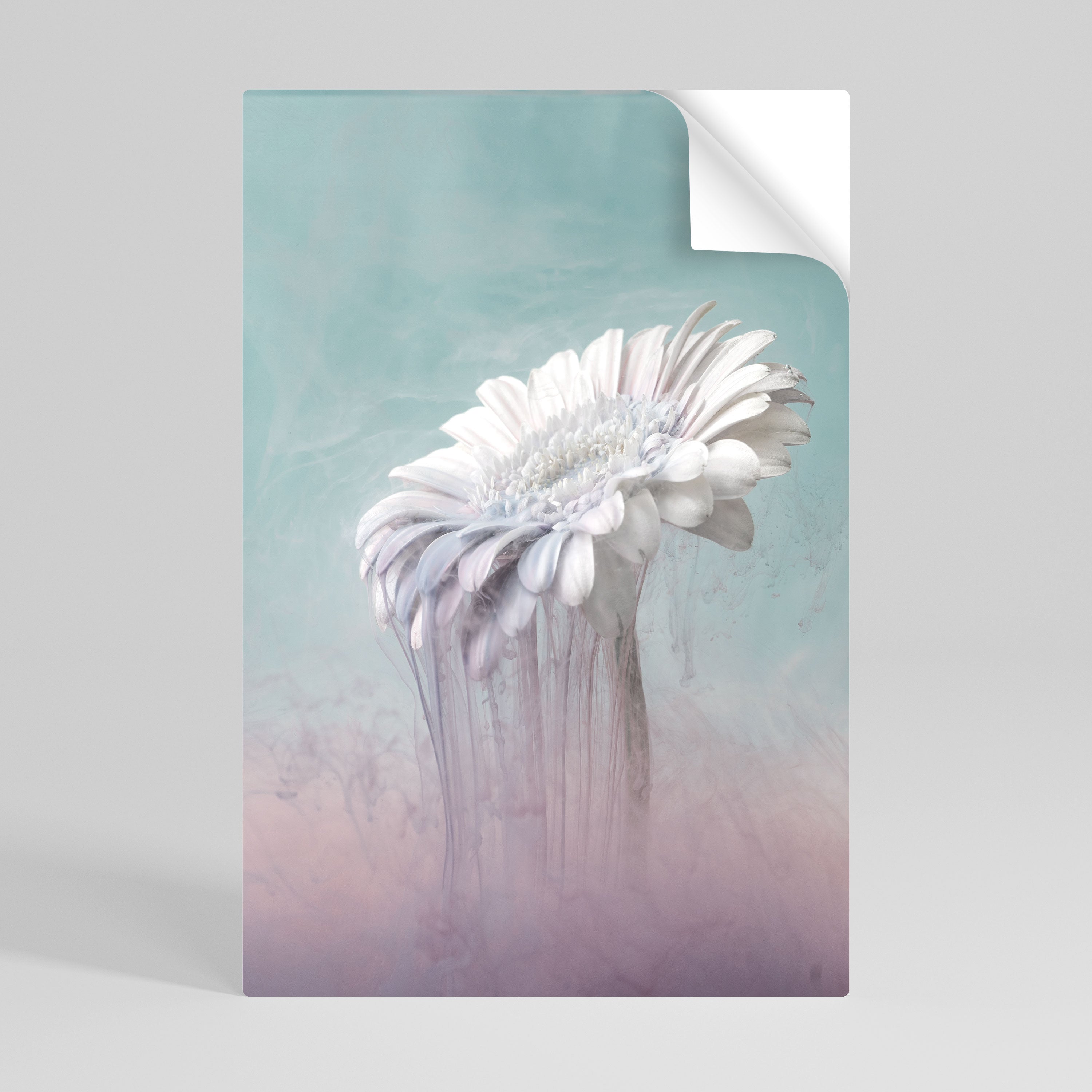 Affiche verticale autocollante « GERBERA FONDU »