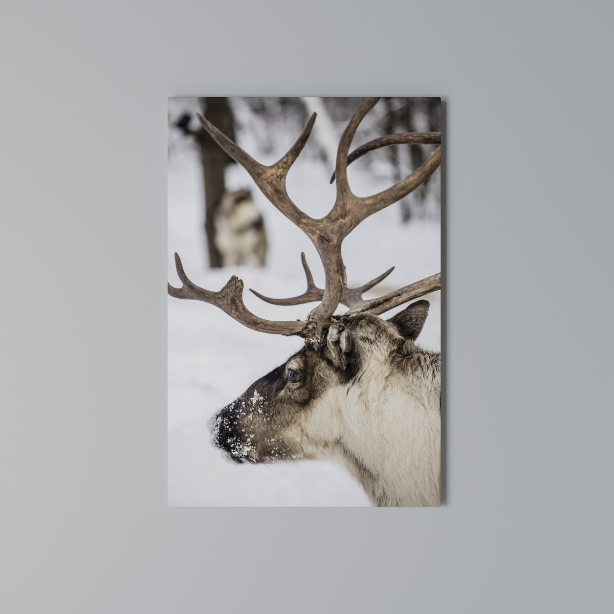 WHISPERS OF FROST Vertical Canvas Print
