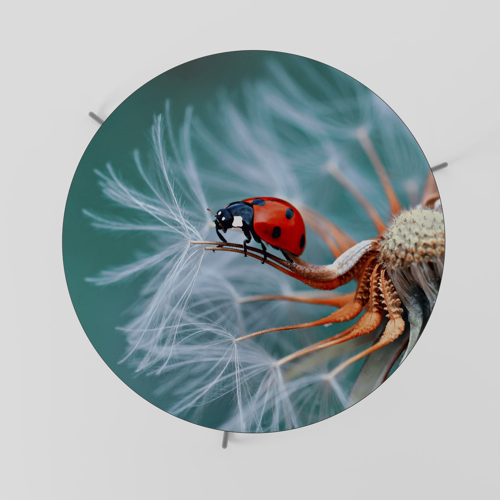 Table basse LADYBUG BALANCE 69