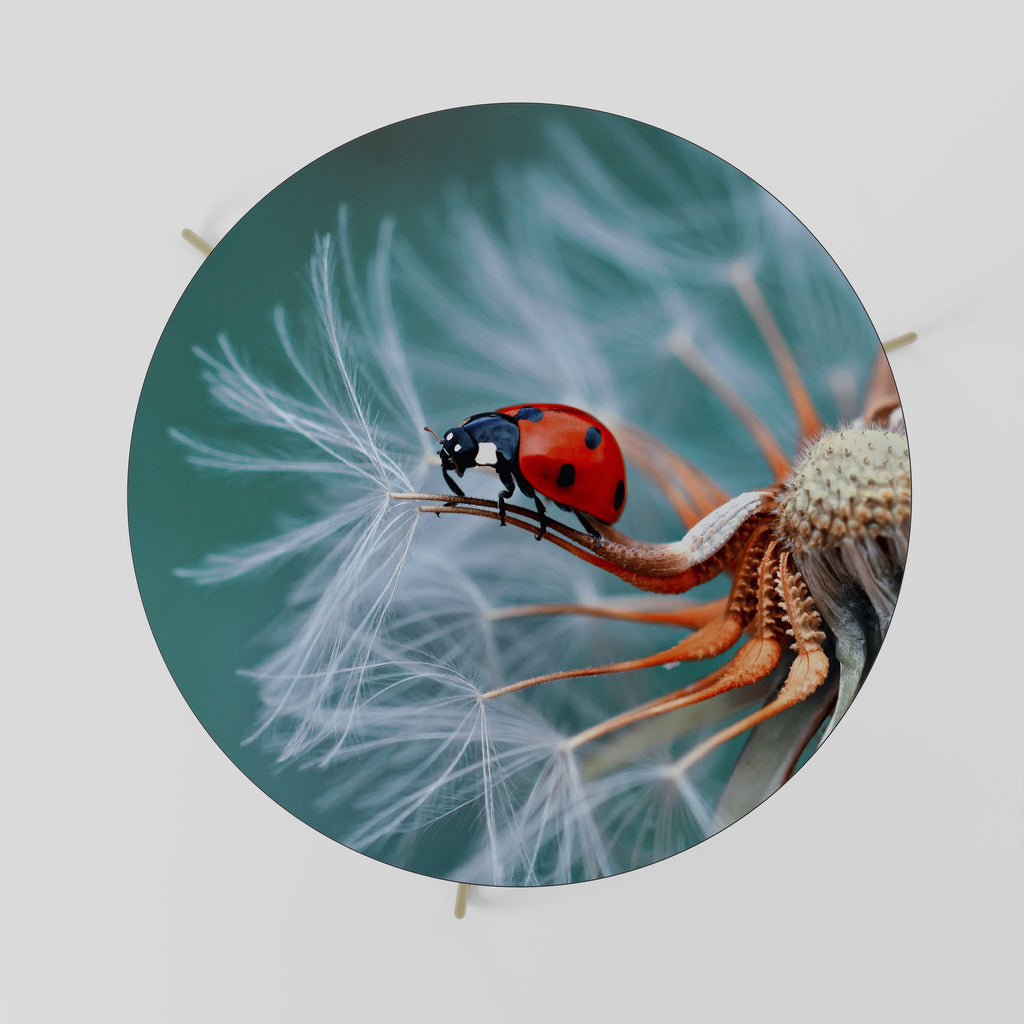 Table basse LADYBUG BALANCE 69