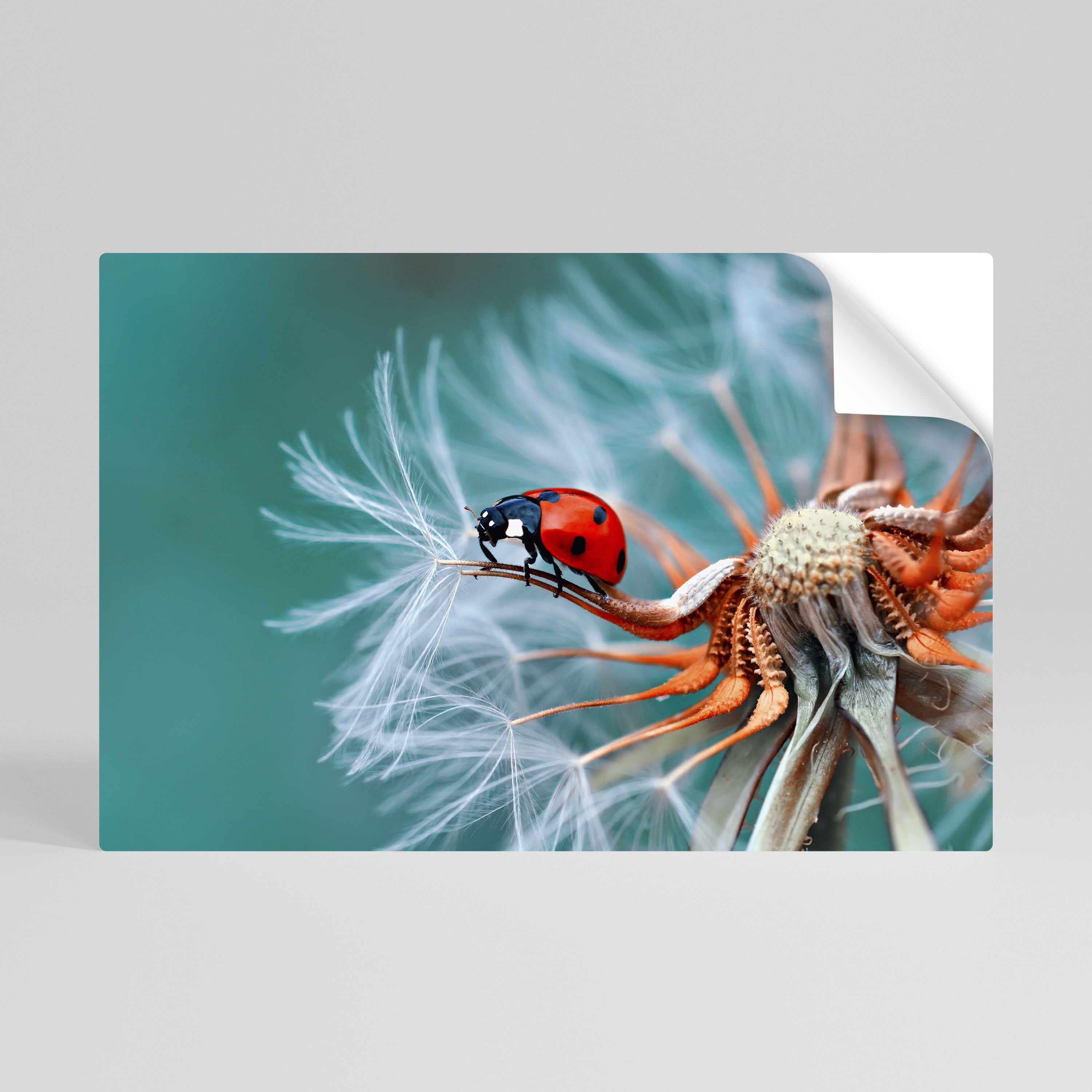 Affiche horizontale autocollante LADYBUG BALANCE