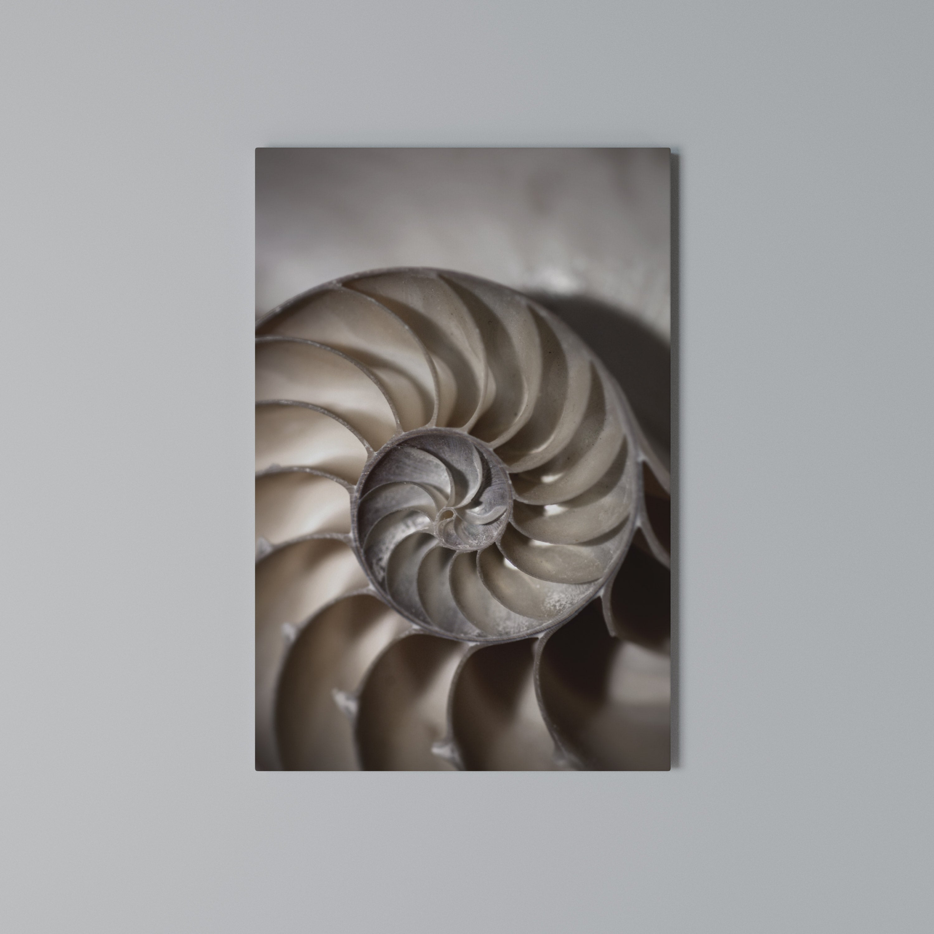 WHISPERS OF SHELLS Vertical Canvas Print
