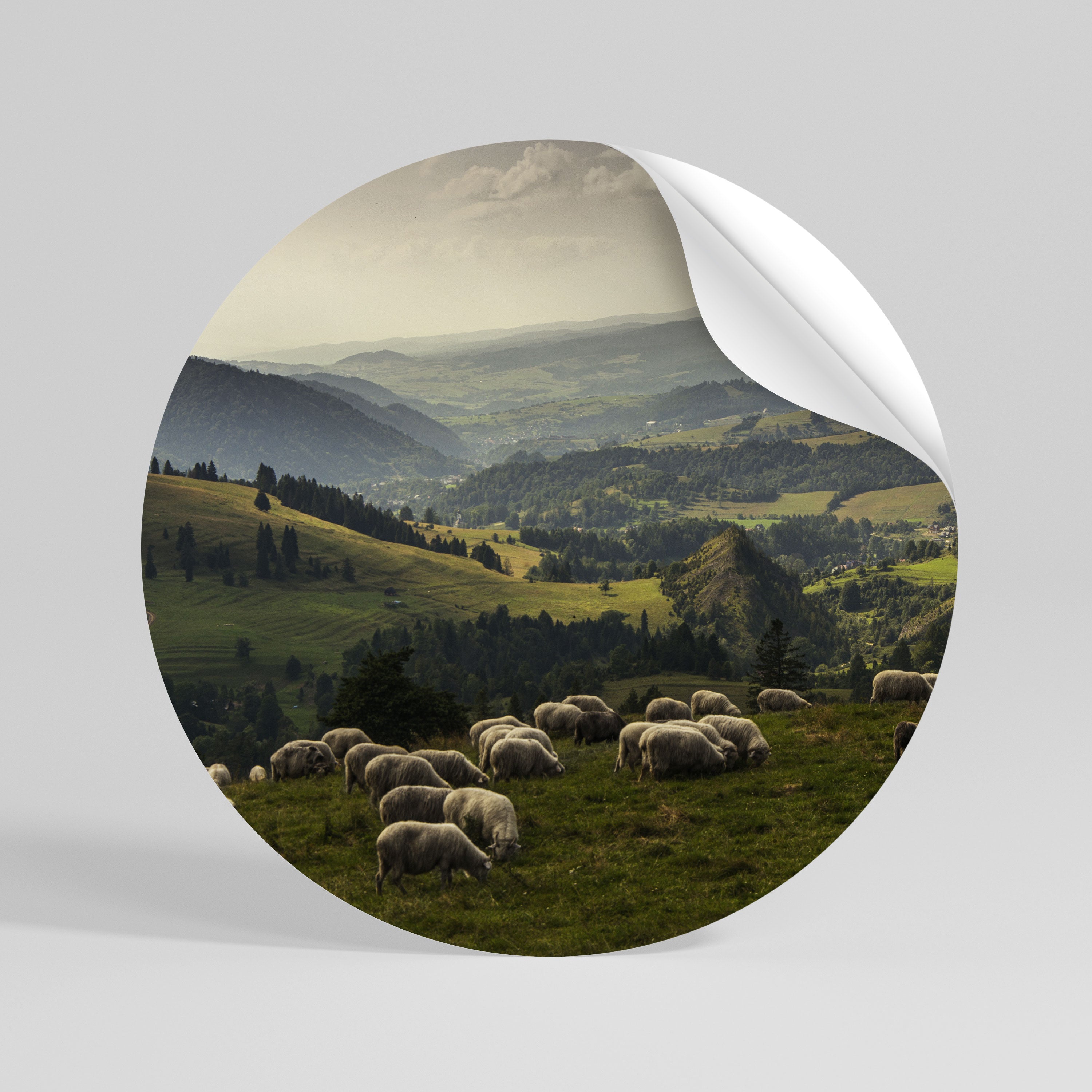 SHEEP IN SERENITY Peel and Stick Round Sticker