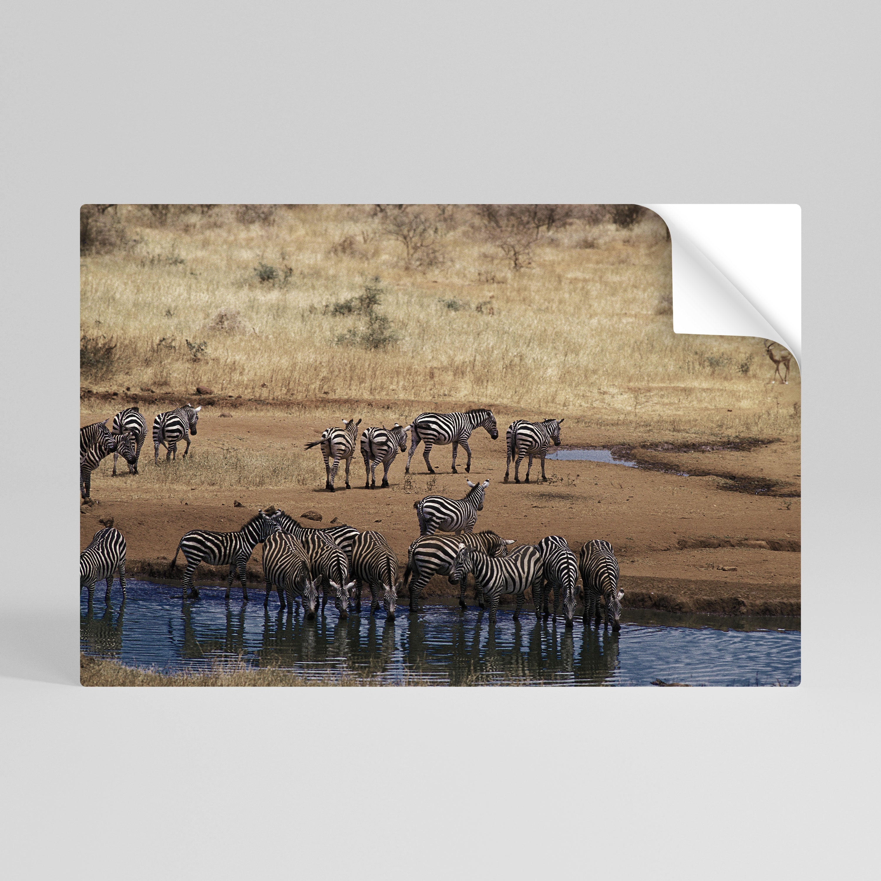 Affiche horizontale autocollante THE ZEBRA HARMONY